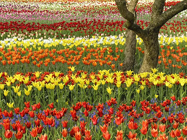 425014 - Tulipan, Britzer Garten, Berlin, Germany