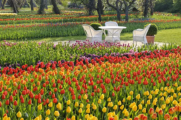 471210 - Tulipan, Britzer Garten, Berlin, Germany