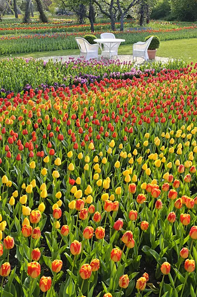 471211 - Tulipan, Britzer Garten, Berlin, Germany