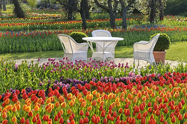471219 - Tulipan, Britzer Garten, Berlin, Germany
