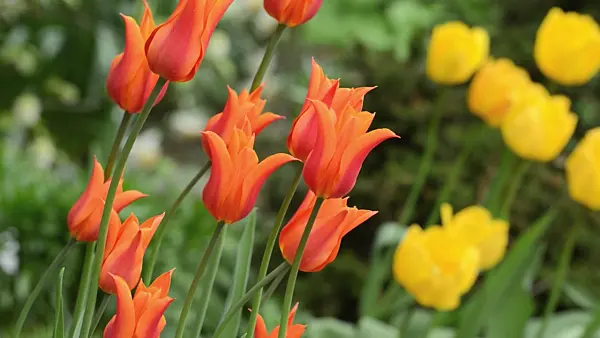 495350 - Tulipe à fleur de lis (Tulipa Ballerina)