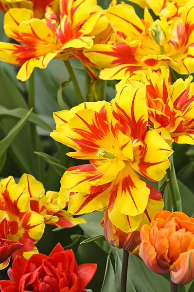 471322 - Tulipe double hâtive (Tulipa Monsella)