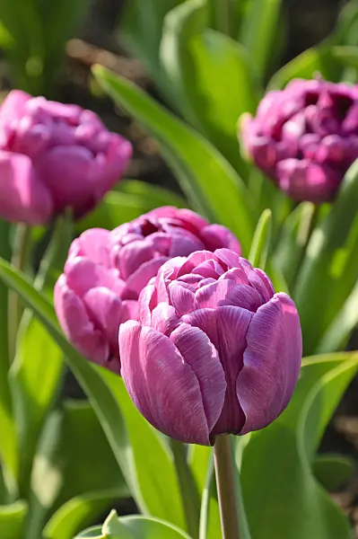471212 - Tulipe double tardive (Tulipa Blue Diamond)