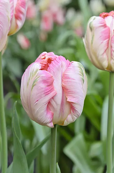 471224 - Tulipe perroquet (Tulipa Apricot Parrot)