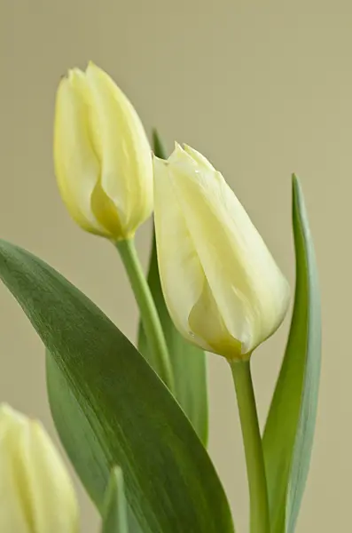 495114 - Tulipe sauvage (Tulipa fosteriana 'Purissima')