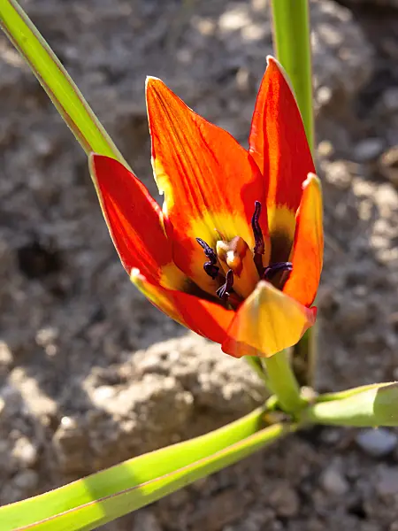 437143 - Tulipe sauvage (Tulipa hageri)