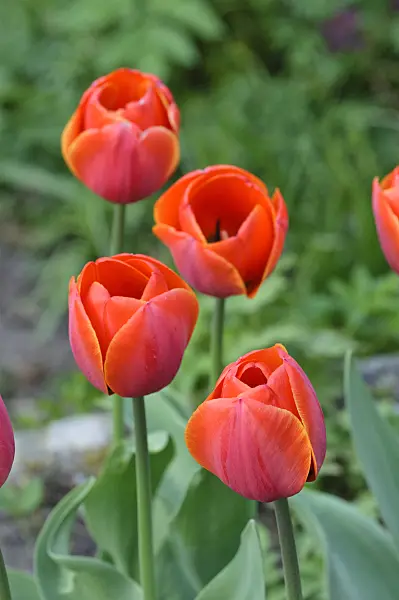471269 - Tulipe simple tardive (Tulipa Perestroika)