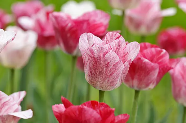 471317 - Tulipe triomphe (Tulipa Hemisphere)