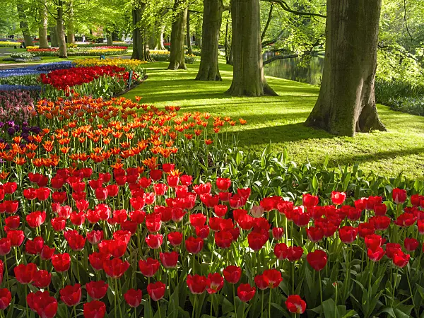 401039 - Tulipes (Tulipa)