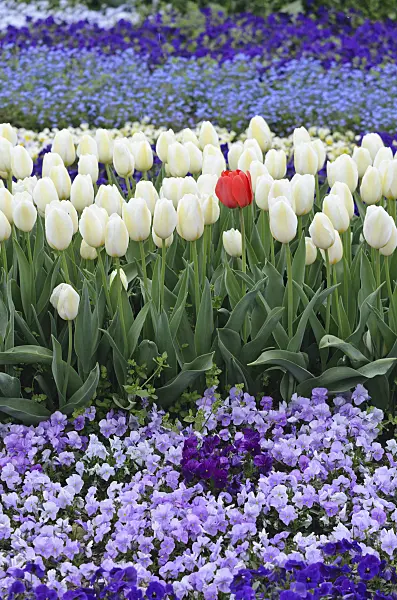 543077 - Tulipes (Tulipa) et violettes (Viola)
