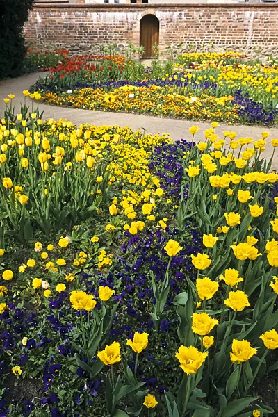 364053 - Tulips (Tulipa)