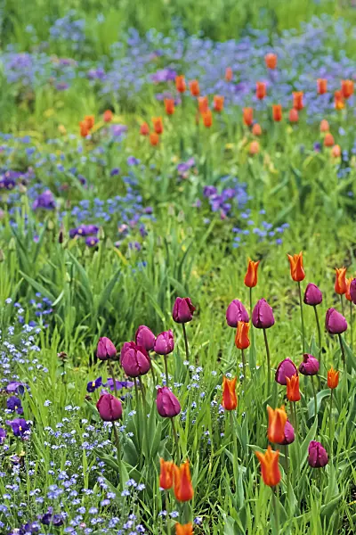 390014 - Tulips (Tulipa)
