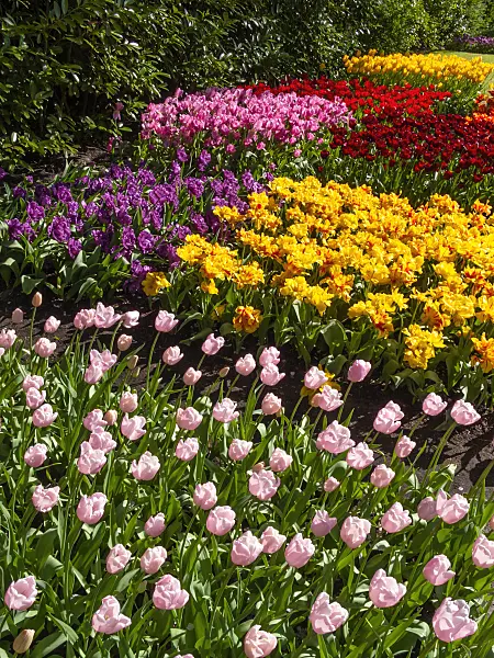 401021 - Tulips (Tulipa)