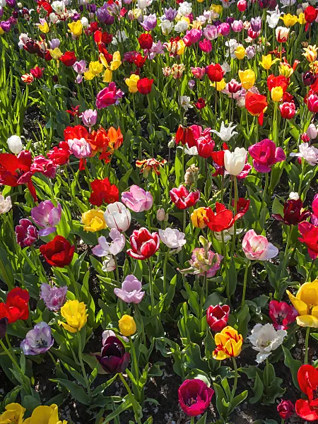 401027 - Tulips (Tulipa)