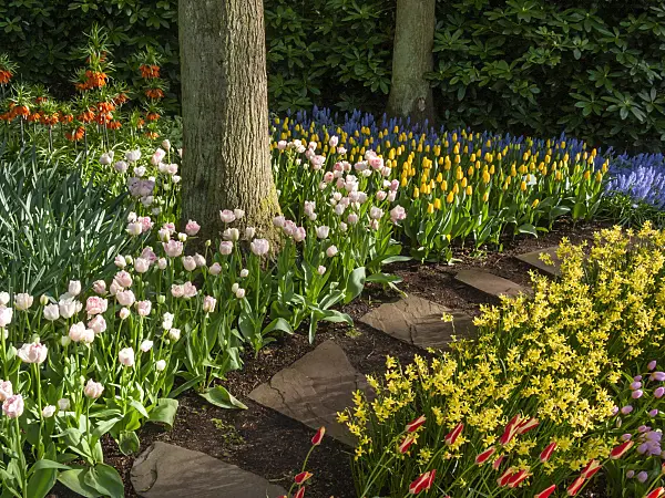 401097 - Tulips (Tulipa)