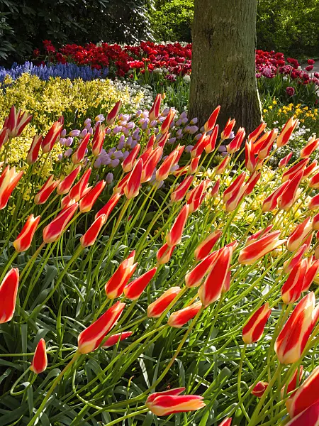 401098 - Tulips (Tulipa)