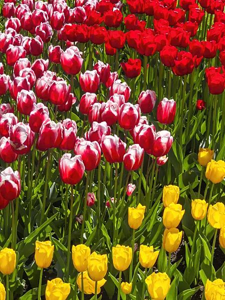 401189 - Tulips (Tulipa)