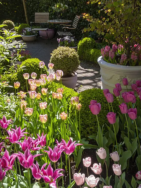 401191 - Tulips (Tulipa)