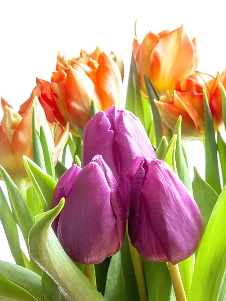 433050 - Tulips (Tulipa)