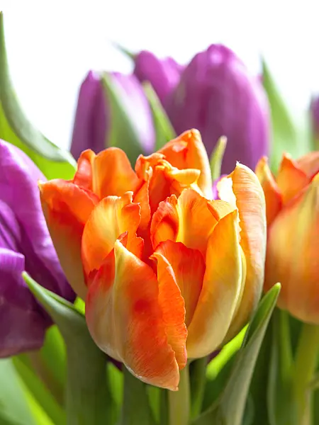 433052 - Tulips (Tulipa)