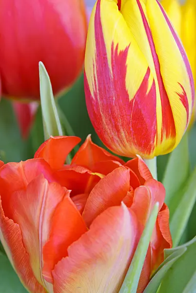 465081 - Tulips (Tulipa)