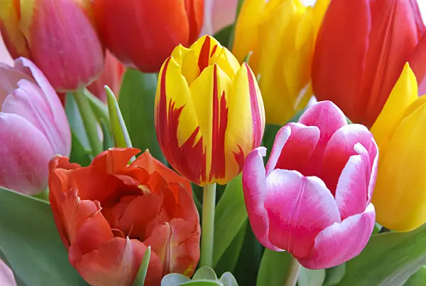 465082 - Tulips (Tulipa)