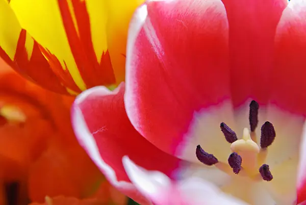 465083 - Tulips (Tulipa)
