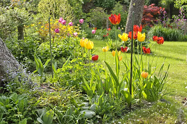 471285 - Tulips (Tulipa)