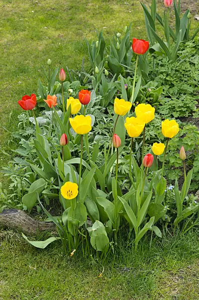 483322 - Tulips (Tulipa)
