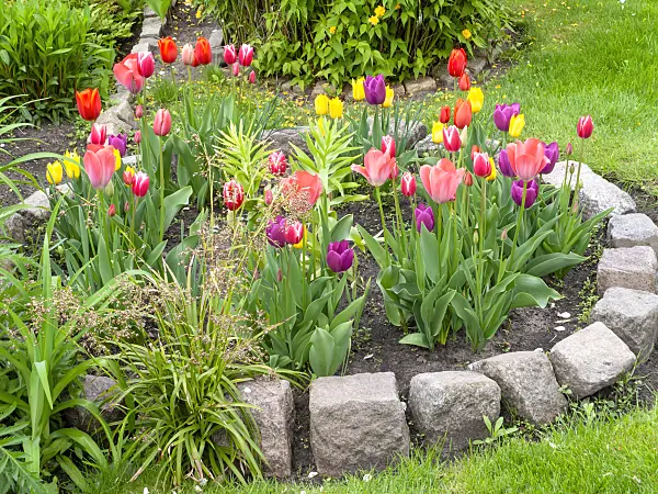 484352 - Tulips (Tulipa)