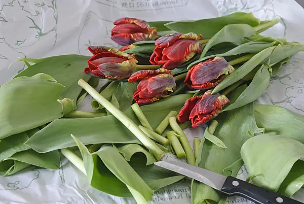 488155 - Tulips (Tulipa)