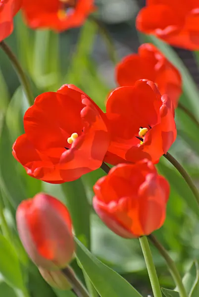 488157 - Tulips (Tulipa)