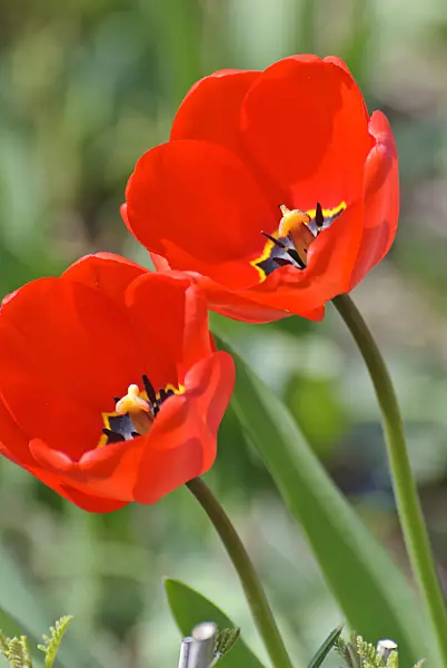 488158 - Tulips (Tulipa)