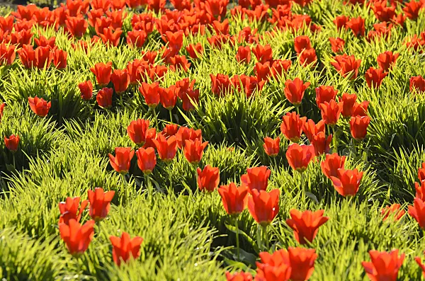 495201 - Tulips (Tulipa)