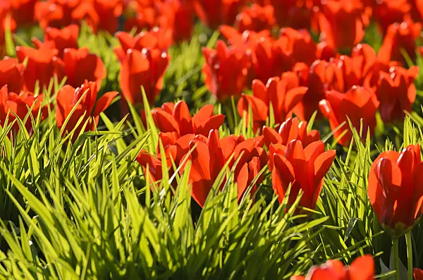 495202 - Tulips (Tulipa)