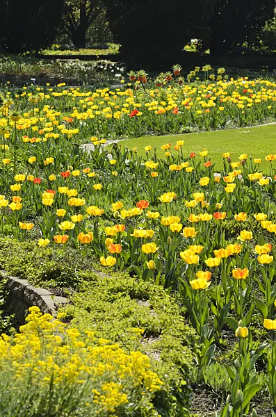 495228 - Tulips (Tulipa)
