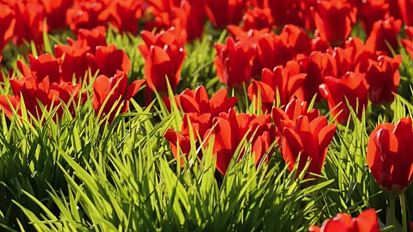 495294 - Tulips (Tulipa)