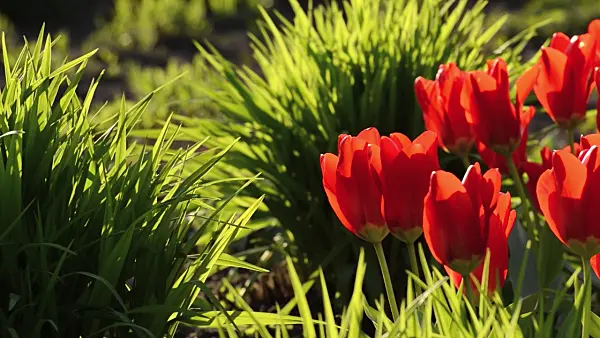 495295 - Tulips (Tulipa)