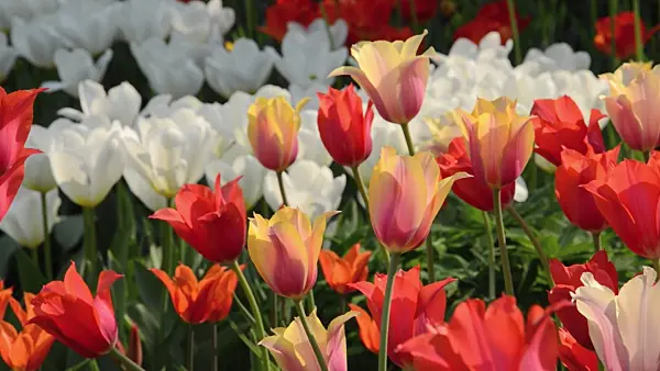 495381 - Tulips (Tulipa)
