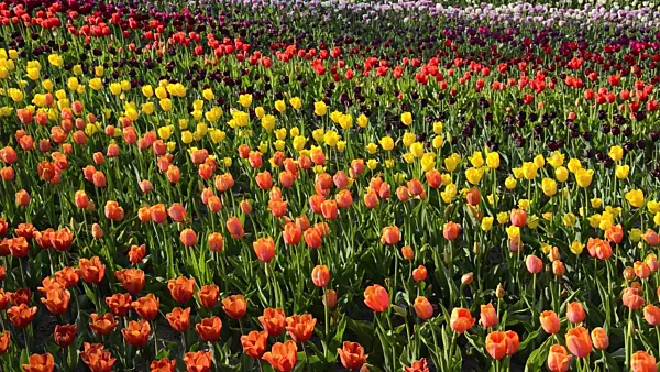 508024 - Tulips (Tulipa)