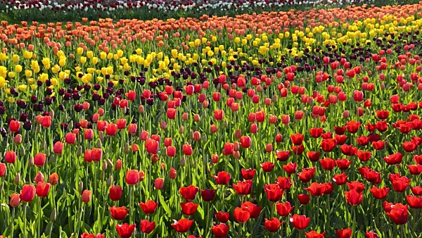 508025 - Tulips (Tulipa)