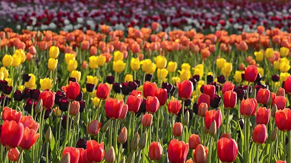 508026 - Tulips (Tulipa)