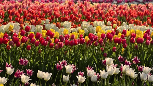 508027 - Tulips (Tulipa)