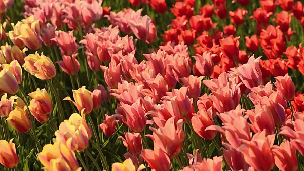 508028 - Tulips (Tulipa)