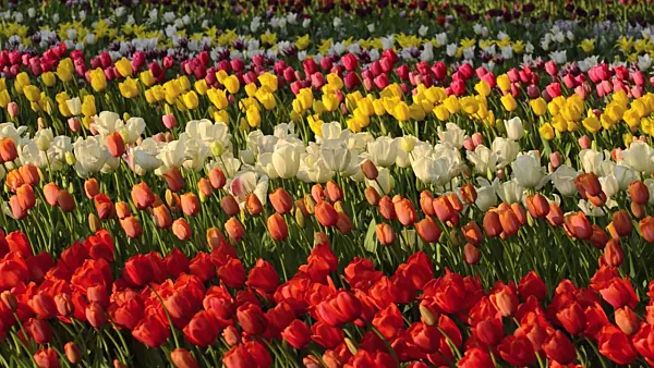 508029 - Tulips (Tulipa)