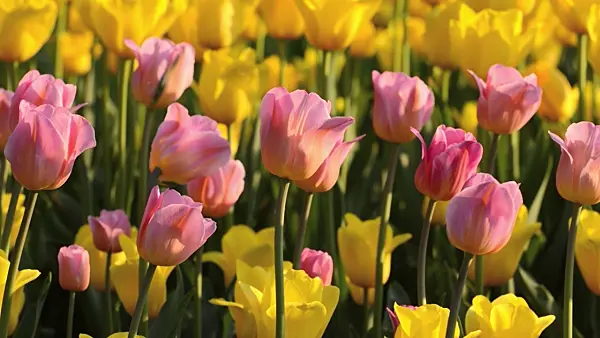 508030 - Tulips (Tulipa)