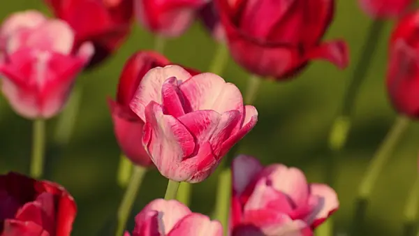 508031 - Tulips (Tulipa)