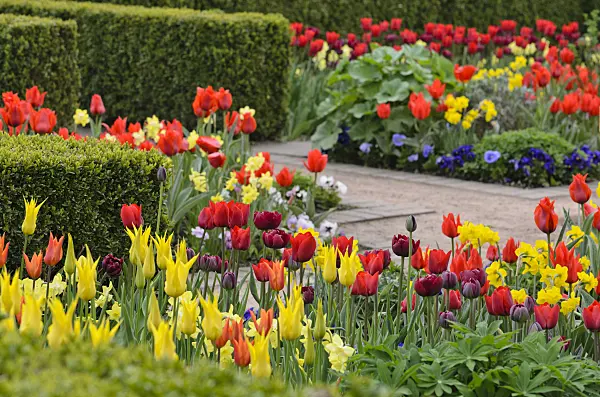 520051 - Tulips (Tulipa)