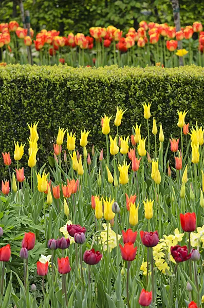 520054 - Tulips (Tulipa)