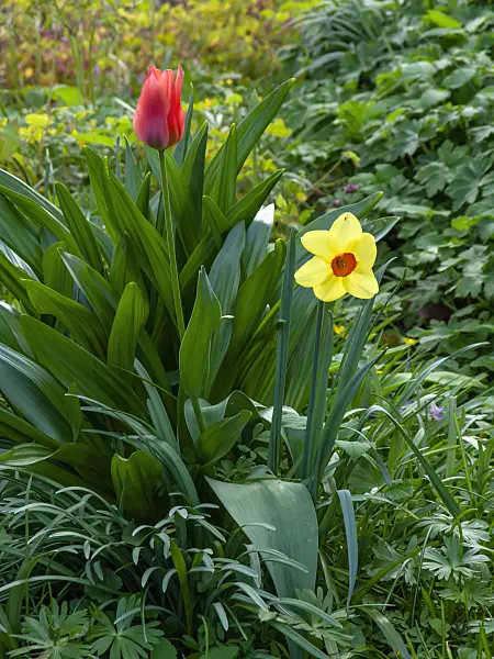 424129 - Tulips (Tulipa) and daffodils (Narcissus)